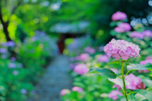 本光寺、あじさい、6月夏の花、愛知県額田郡の観光・撮影スポットの画像と写真