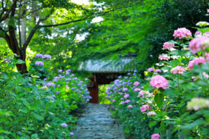 本光寺、あじさい、6月夏の花、愛知県額田郡の観光・撮影スポットの画像と写真