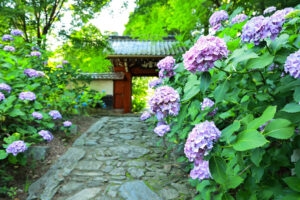 本光寺、あじさい、6月夏の花、愛知県額田郡の観光・撮影スポットの画像と写真