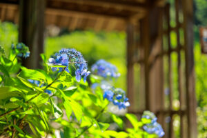 本光寺、あじさい、6月夏の花、愛知県額田郡の観光・撮影スポットの画像と写真