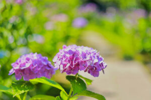 本光寺、あじさい、6月夏の花、愛知県額田郡の観光・撮影スポットの画像と写真