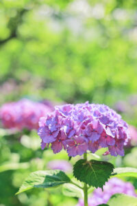 本光寺、あじさい、6月夏の花、愛知県額田郡の観光・撮影スポットの画像と写真