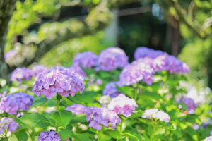本光寺、あじさい、6月夏の花、愛知県額田郡の観光・撮影スポットの画像と写真