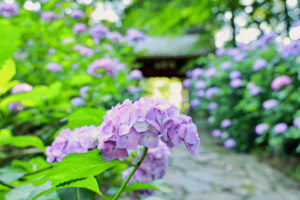 本光寺、あじさい、6月夏の花、愛知県額田郡の観光・撮影スポットの画像と写真