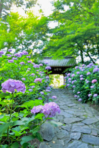本光寺、あじさい、6月夏の花、愛知県額田郡の観光・撮影スポットの画像と写真