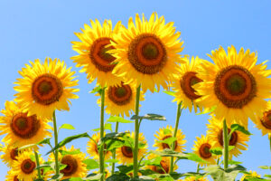 稲沢市ひまわり畑、千代田地区、8月の夏の花、愛知県稲沢市の観光・撮影スポットの名所