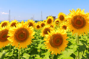 稲沢市ひまわり畑、千代田地区、8月の夏の花、愛知県稲沢市の観光・撮影スポットの名所