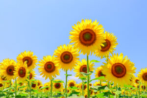 稲沢市ひまわり畑、千代田地区、8月の夏の花、愛知県稲沢市の観光・撮影スポットの名所