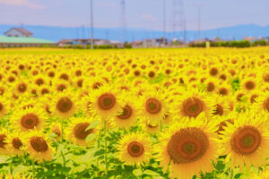 稲沢市ひまわり畑、千代田地区、8月の夏の花、愛知県稲沢市の観光・撮影スポットの名所代田地区、8月の夏の花、愛知県大口町の観光・撮影スポットの名所