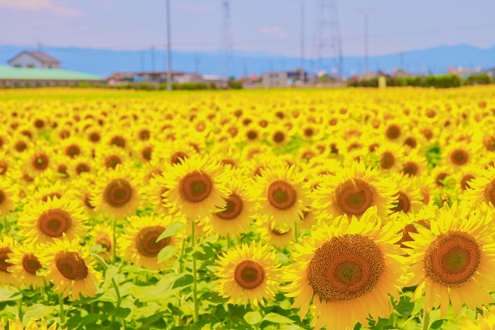 稲沢市ひまわり畑、千代田地区、8月の夏の花、愛知県大口町の観光・撮影スポットの名所