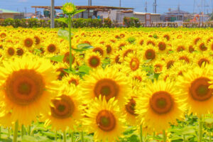 稲沢市ひまわり畑、千代田地区、8月の夏の花、愛知県稲沢市の観光・撮影スポットの名所