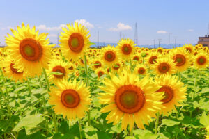稲沢市ひまわり畑、千代田地区、8月の夏の花、愛知県稲沢市の観光・撮影スポットの名所