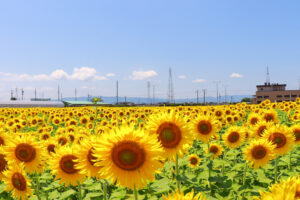 稲沢市ひまわり畑、千代田地区、8月の夏の花、愛知県稲沢市の観光・撮影スポットの名所
