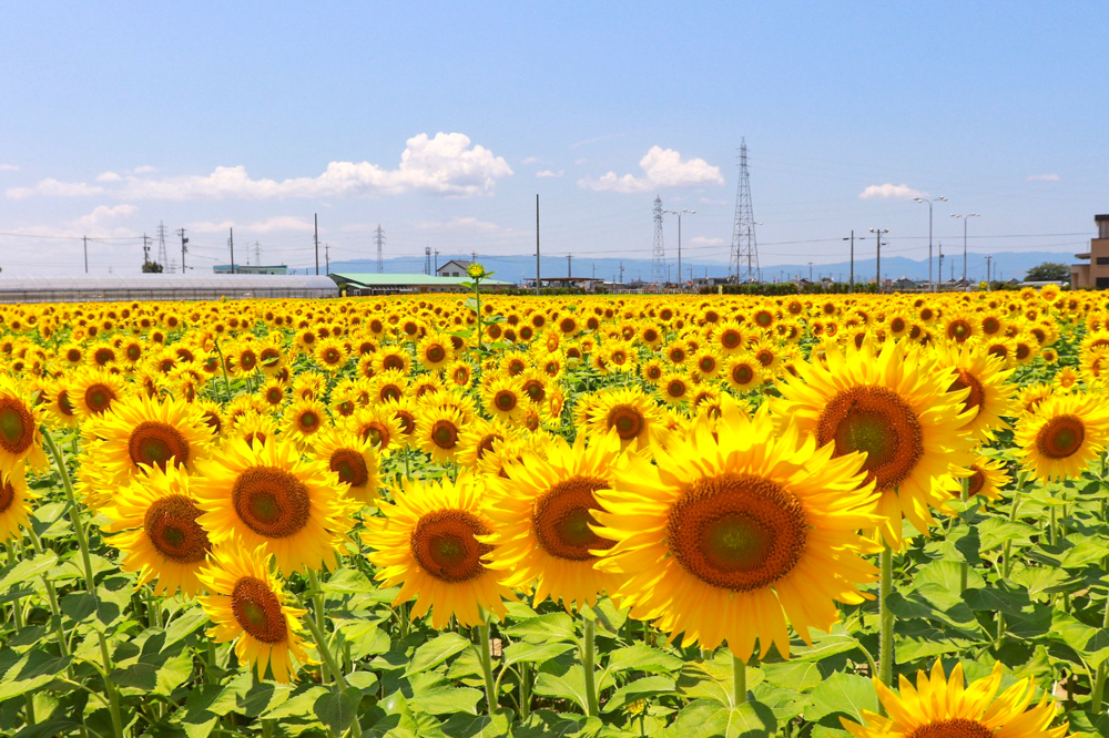 稲沢市ひまわり畑、千代田地区、8月の夏の花、愛知県大口町の観光・撮影スポットの名所