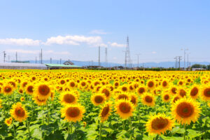 稲沢市ひまわり畑、千代田地区、8月の夏の花、愛知県稲沢市の観光・撮影スポットの名所
