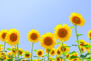 稲沢市ひまわり畑、千代田地区、8月の夏の花、愛知県稲沢市の観光・撮影スポットの名所