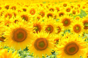 稲沢市ひまわり畑、千代田地区、8月の夏の花、愛知県稲沢市の観光・撮影スポットの名所