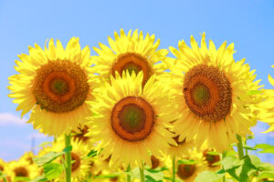 稲沢市ひまわり畑、千代田地区、8月の夏の花、愛知県稲沢市の観光・撮影スポットの名所