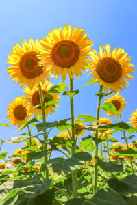 稲沢市ひまわり畑、千代田地区、8月の夏の花、愛知県稲沢市の観光・撮影スポットの名所