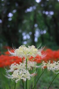 ワイルドネイチャープラザ、彼岸花、9月の秋の花、愛知県稲沢市の観光・撮影スポットの画像と写真