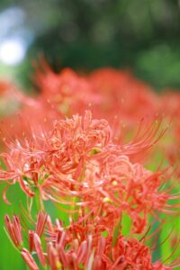 ワイルドネイチャープラザ、彼岸花、9月の秋の花、愛知県稲沢市の観光・撮影スポットの画像と写真