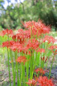ワイルドネイチャープラザ、彼岸花、9月の秋の花、愛知県稲沢市の観光・撮影スポットの画像と写真