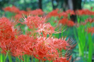 ワイルドネイチャープラザ、彼岸花、9月の秋の花、愛知県稲沢市の観光・撮影スポットの画像と写真