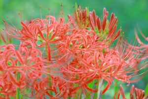 ワイルドネイチャープラザ、彼岸花、9月の秋の花、愛知県稲沢市の観光・撮影スポットの画像と写真