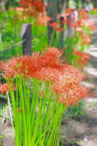 ワイルドネイチャープラザ、彼岸花、9月の秋の花、愛知県稲沢市の観光・撮影スポットの画像と写真