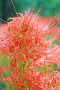 ワイルドネイチャープラザ、彼岸花、9月の秋の花、愛知県稲沢市の観光・撮影スポットの画像と写真