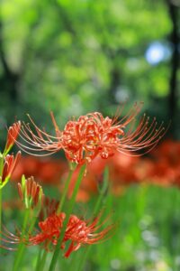 ワイルドネイチャープラザ、彼岸花、9月の秋の花、愛知県稲沢市の観光・撮影スポットの画像と写真