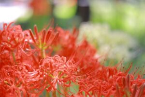 ワイルドネイチャープラザ、彼岸花、9月の秋の花、愛知県稲沢市の観光・撮影スポットの画像と写真