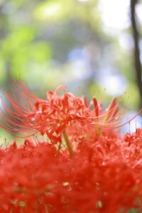 ワイルドネイチャープラザ、彼岸花、9月の秋の花、愛知県稲沢市の観光・撮影スポットの画像と写真