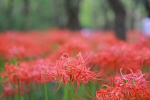 ワイルドネイチャープラザ、彼岸花、9月の秋の花、愛知県稲沢市の観光・撮影スポットの画像と写真