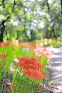 ワイルドネイチャープラザ、彼岸花、9月の秋の花、愛知県稲沢市の観光・撮影スポットの画像と写真