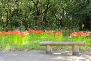 ワイルドネイチャープラザ、彼岸花、9月の秋の花、愛知県稲沢市の観光・撮影スポットの画像と写真