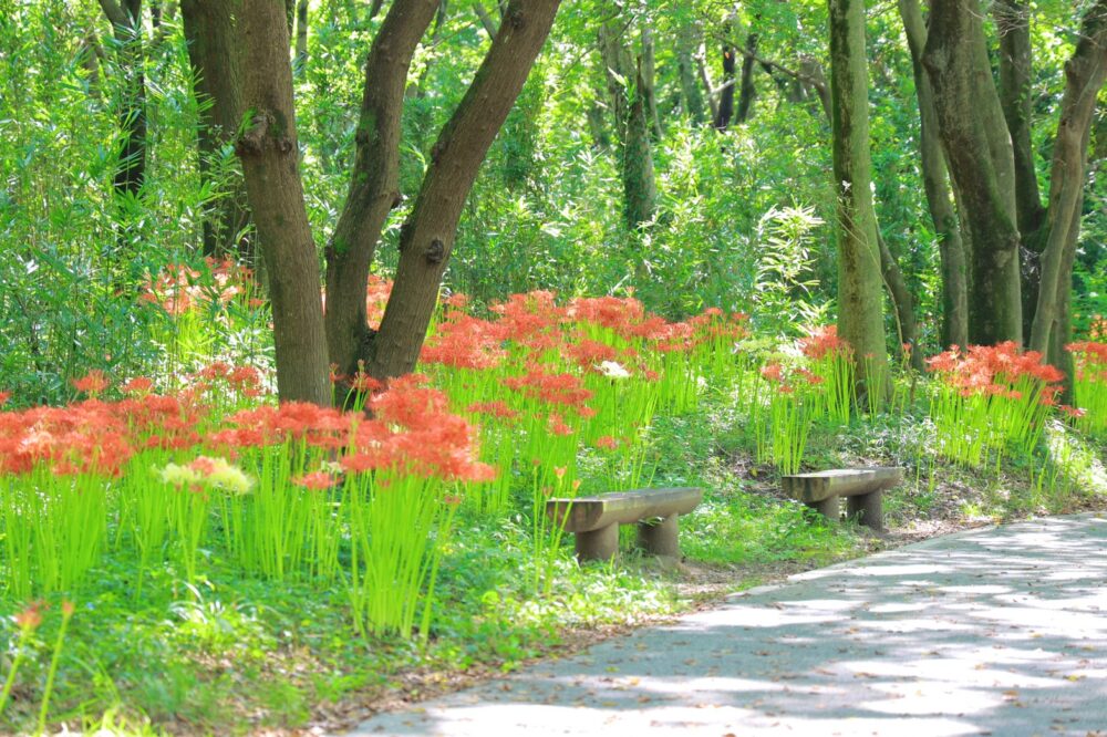 ワイルドネイチャープラザ、彼岸花、9月の秋の花、愛知県稲沢市の観光・撮影スポットの画像と写真