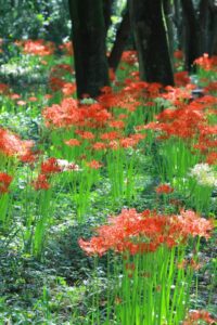 ワイルドネイチャープラザ、彼岸花、9月の秋の花、愛知県稲沢市の観光・撮影スポットの画像と写真