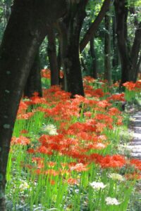 ワイルドネイチャープラザ、彼岸花、9月の秋の花、愛知県稲沢市の観光・撮影スポットの画像と写真