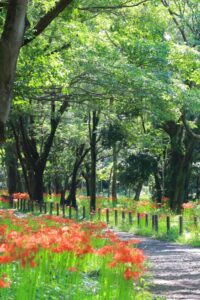 ワイルドネイチャープラザ、彼岸花、9月の秋の花、愛知県稲沢市の観光・撮影スポットの画像と写真
