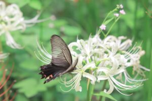 ワイルドネイチャープラザ、彼岸花、9月の秋の花、愛知県稲沢市の観光・撮影スポットの画像と写真