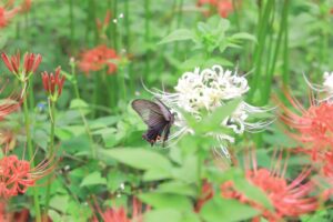 ワイルドネイチャープラザ、彼岸花、9月の秋の花、愛知県稲沢市の観光・撮影スポットの画像と写真