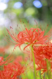 ワイルドネイチャープラザ、彼岸花、9月の秋の花、愛知県稲沢市の観光・撮影スポットの画像と写真