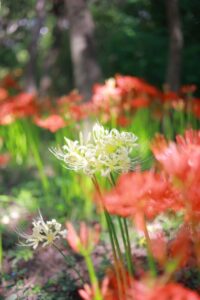 ワイルドネイチャープラザ、彼岸花、9月の秋の花、愛知県稲沢市の観光・撮影スポットの画像と写真