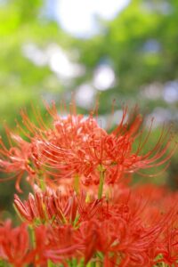 ワイルドネイチャープラザ、彼岸花、9月の秋の花、愛知県稲沢市の観光・撮影スポットの画像と写真