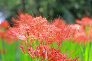ワイルドネイチャープラザ、彼岸花、9月の秋の花、愛知県稲沢市の観光・撮影スポットの画像と写真