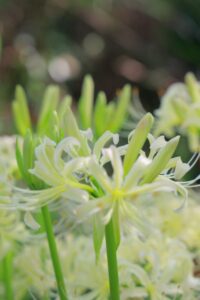 ワイルドネイチャープラザ、彼岸花、9月の秋の花、愛知県稲沢市の観光・撮影スポットの画像と写真