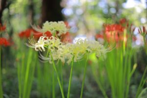 ワイルドネイチャープラザ、彼岸花、9月の秋の花、愛知県稲沢市の観光・撮影スポットの画像と写真