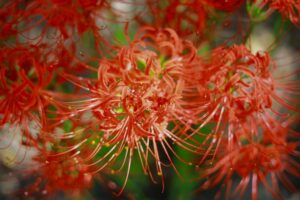 ワイルドネイチャープラザ、彼岸花、9月の秋の花、愛知県稲沢市の観光・撮影スポットの画像と写真