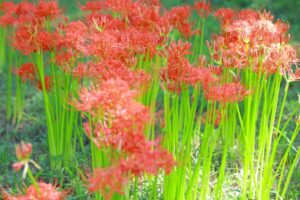 ワイルドネイチャープラザ、彼岸花、9月の秋の花、愛知県稲沢市の観光・撮影スポットの画像と写真